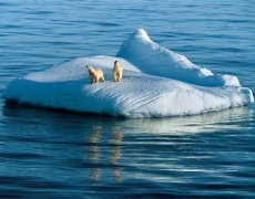 北极气候变暖极有可能改变生态系统